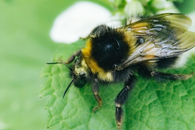 Close-up of honey bee pollinating flower