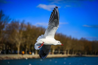 Close-up of bird flying against sky