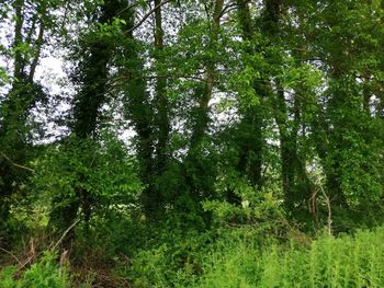 View of trees in forest