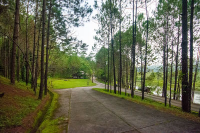 Dirt road amidst trees in forest