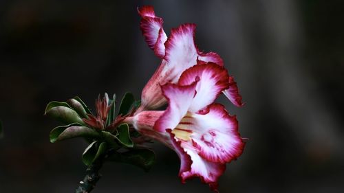 Close-up of pink rose flower bud