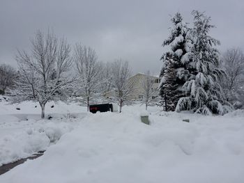 Snow covered trees on field