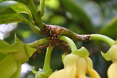 Close-up of insect on plant