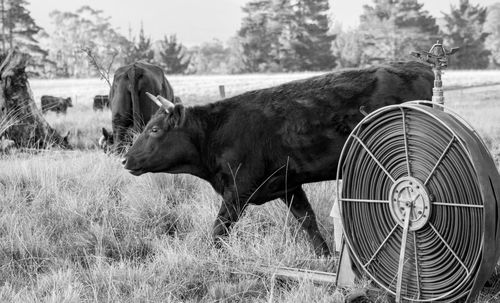 Horse on field against sky
