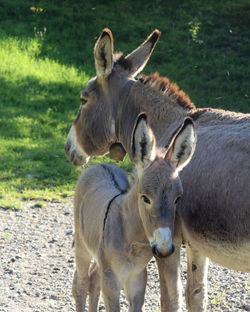 Two horses on field