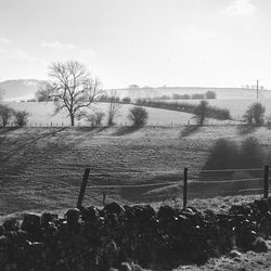 Bare trees on field