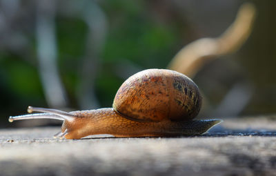 Close-up of snail