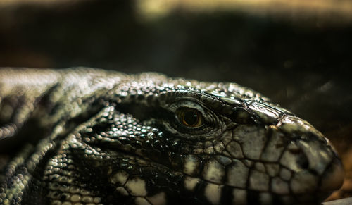 The head of a sleeping lizard