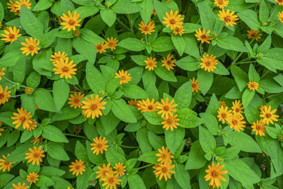 Full frame shot of flowering plants