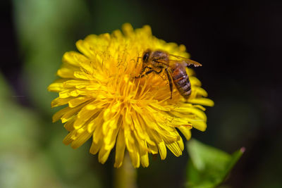 flowering plant