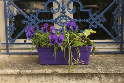 Close-up of flower pots hanging on house