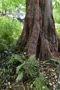 Close-up of tree trunk in forest