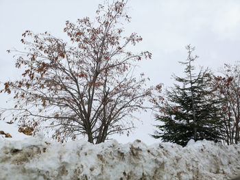 Snow covered trees against sky