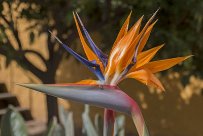 Close-up of orange flowering plant