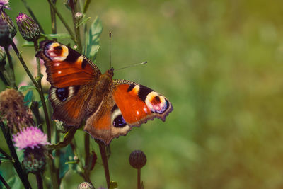 Close-up of butterfly pollinating on purple flower