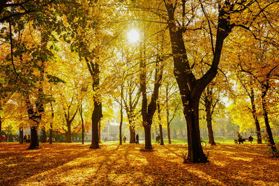 Trees in forest during autumn