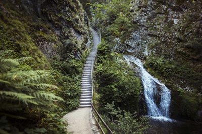 Scenic view of waterfall amidst trees in forest