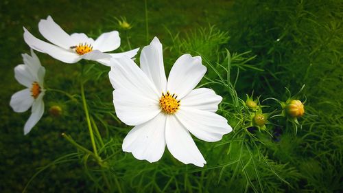 Close-up of white flowers blooming outdoors