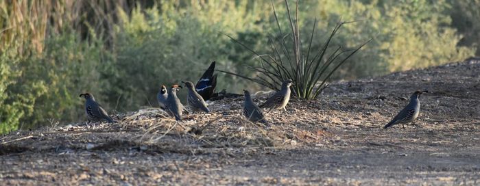 View of birds on land