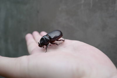 Close-up of insect on hand
