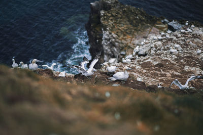 High angle view of bird on rock at beach