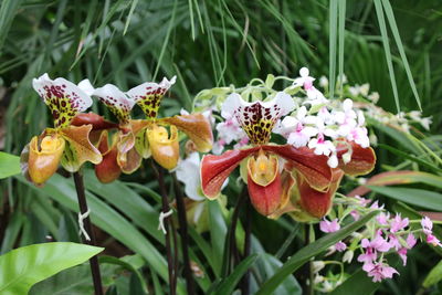 Close-up of flowers blooming outdoors
