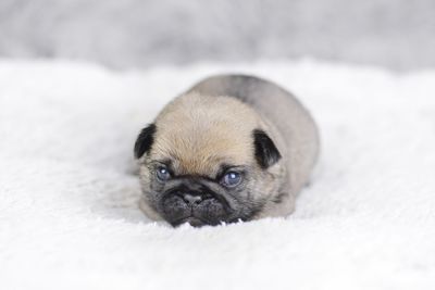 Close-up portrait of puppy