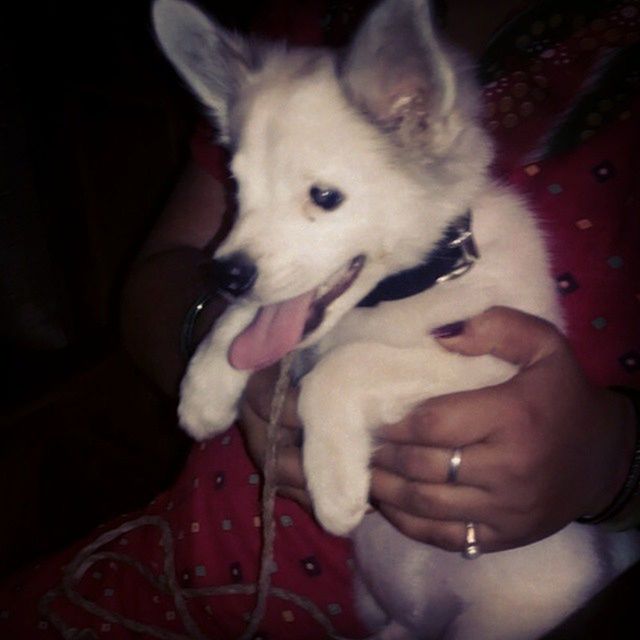 CLOSE-UP OF HAND HOLDING DOG WITH MOUTH OPEN