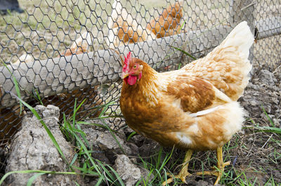 Close-up of rooster on grass