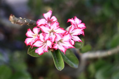 Close-up of pink flowering plant