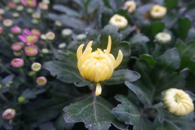 Close-up of yellow flowering plant