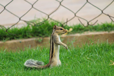 Squirrel on a field