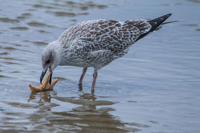 Side view of seagull on beach