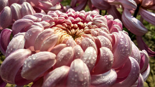 Close-up of flowers