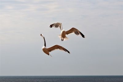 Seagulls flying over sea against sky