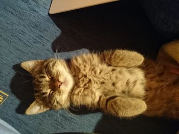 High angle view of cat sleeping on sofa at home