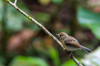 Close-up of bird perching on branch