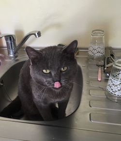 Portrait of black cat sitting in kitchen sink