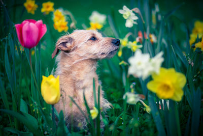 The scent of flowers for a dog