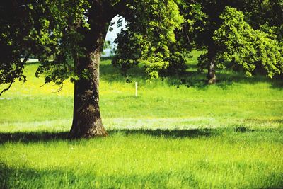 Trees on field