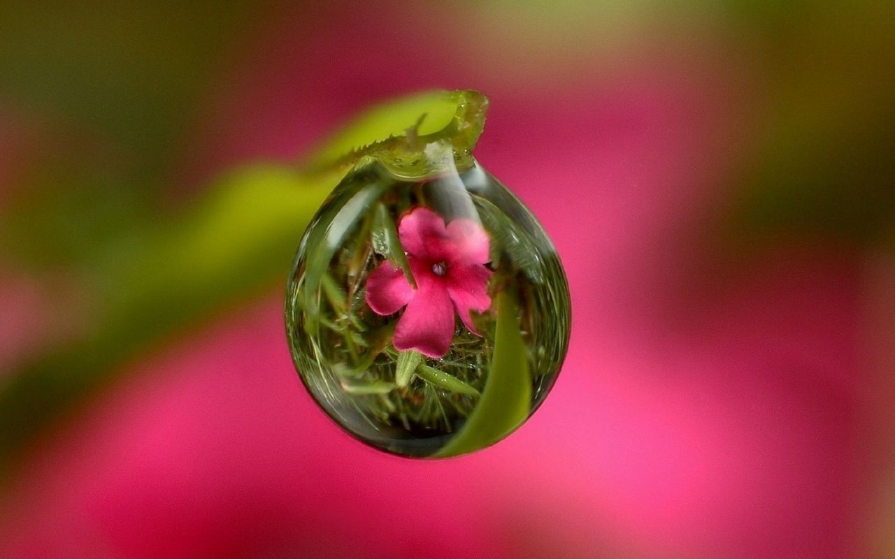 close-up, freshness, plant, no people, green color, focus on foreground, flower, beauty in nature, growth, vulnerability, pink color, fragility, flowering plant, bud, selective focus, food and drink, food, nature, healthy eating, wellbeing