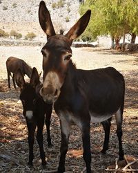 Portrait of horses standing on field