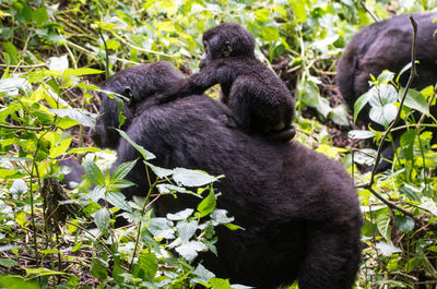 Monkeys in a forest