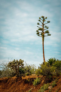Plant growing on land against sky