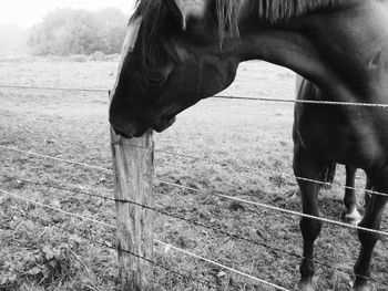 Horse standing in ranch