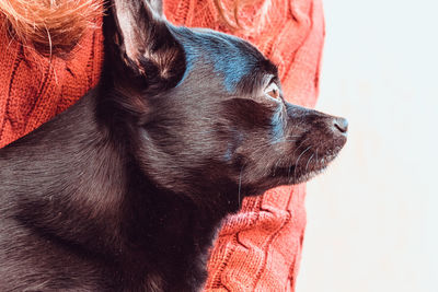 Close-up of dog looking away