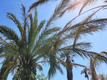 Low angle view of palm trees against sky