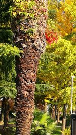 Trees growing in park