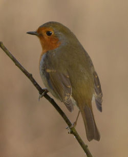 Close-up of bird perching on branch