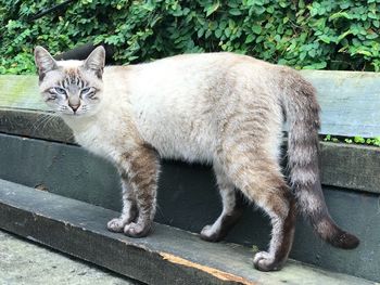 Portrait of cat sitting outdoors